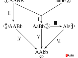 AABB 与 AAAA 的区别：探究二者在形式和内涵上的差异