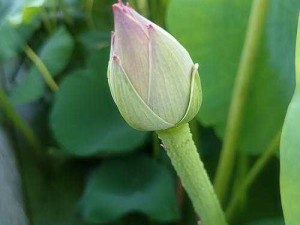 女人千层莲花激活后究竟会呈现何种模样呢