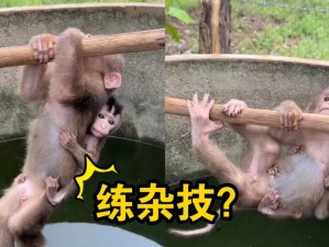 打扑生猴子怎么打？掌握这些技巧让你轻松获胜