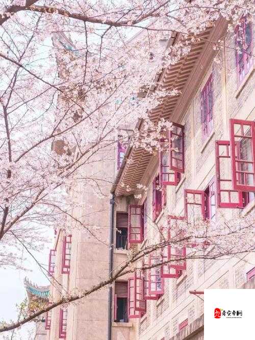 樱花官网官方入门网站 2023：开启精彩之旅