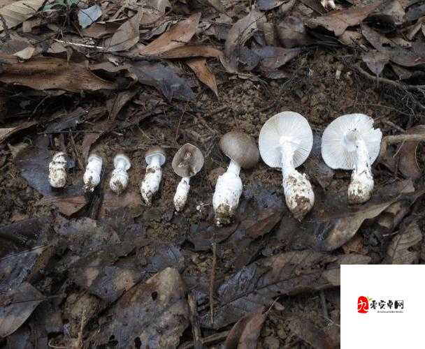 17c 独家爆料黑料蘑菇:背后不为人知的故事大揭秘