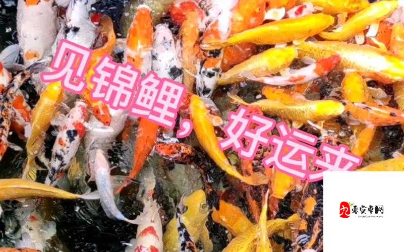 锦鲤好运来高分攻略,资源管理、技巧运用与避免浪费