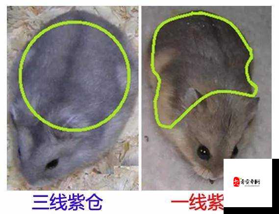 精品日本一线二线三线区别在:深入探究其不同层次的特征与差异