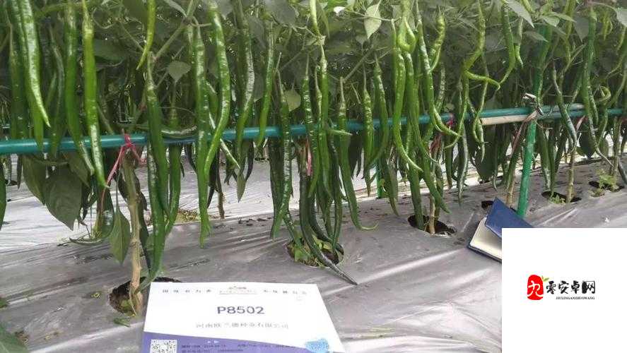 探索欧精国精产品一区的奥秘
