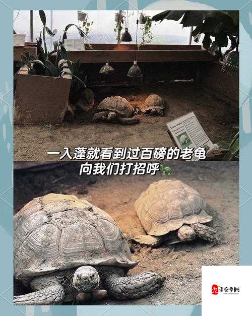 小森生活奇遇,解锁最全动物刷新图鉴,探索自然奥秘