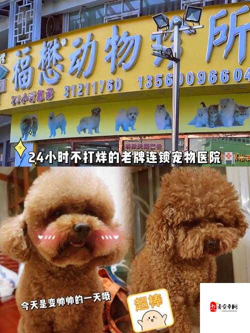 凯尔斯医生的宠物医院秘籍,成为受人尊敬的兽医之道