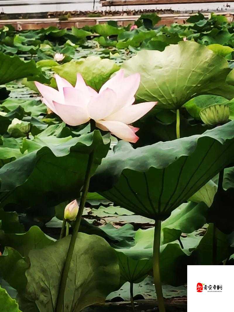 女人的莲花多久闭合:性知识科普