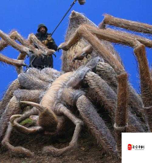 哈利波特蜘蛛群实战玩法攻略，资源管理的艺术