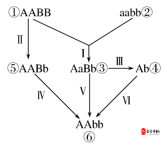 AABB 与 AAAA 的区别：探究二者在形式和内涵上的差异