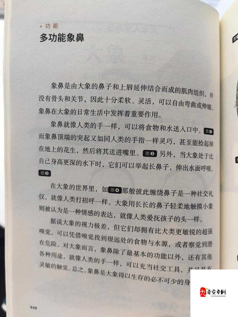 满 18 点此安全转入 2024 大象:进入大象的奇幻世界