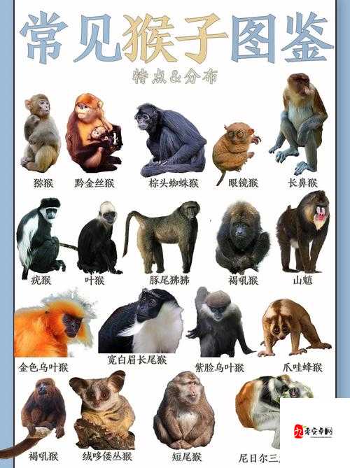 女生和男生一起生猴猴子:探索这奇妙的生命诞生之旅