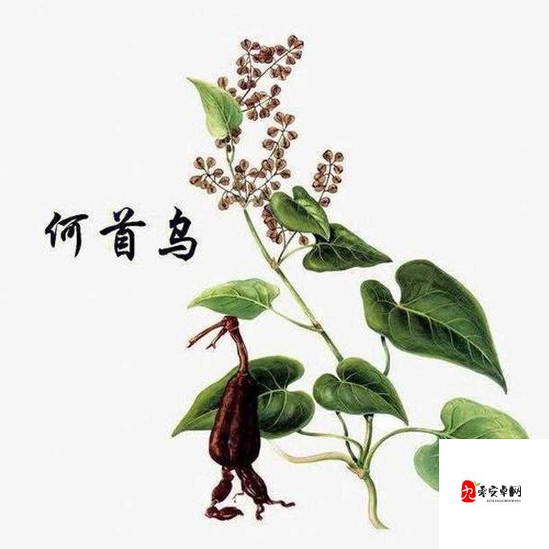 江湖悠悠,探寻何首乌的神秘面纱,解锁养生新境界