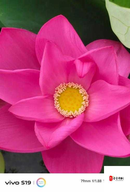 花与剑荷花怎么获得,资源管理、高效利用与避免浪费