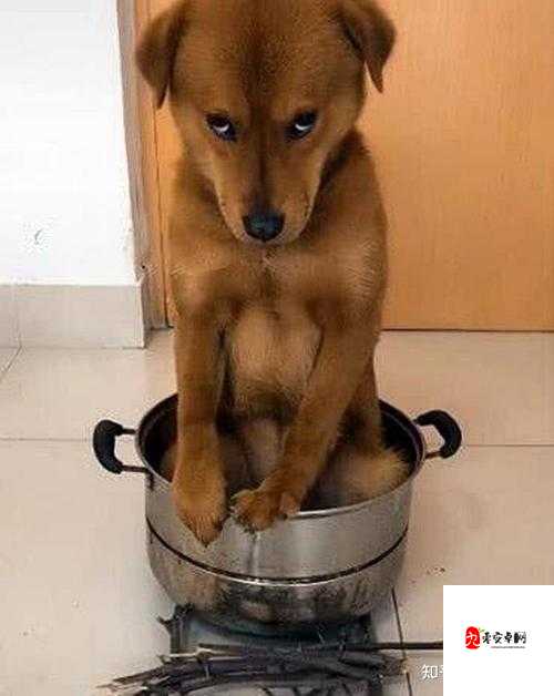 狗狗犯错后认错的可爱模样:主人错了别打我了