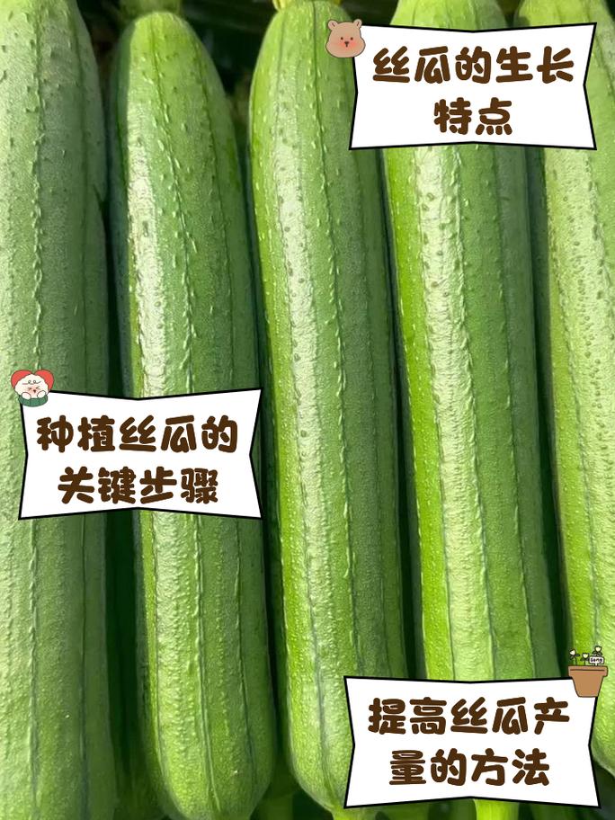 草莓丝瓜的完美搭配:如何在家轻松种植与享受这两种美味果蔬的独特魅力