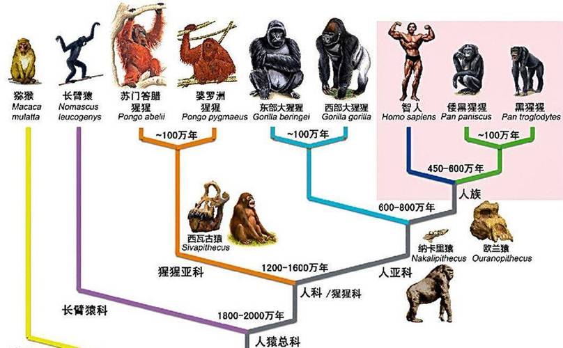 人与兽内射现象背后的科学解析:探索自然界中的罕见繁殖行为及其生态影响
