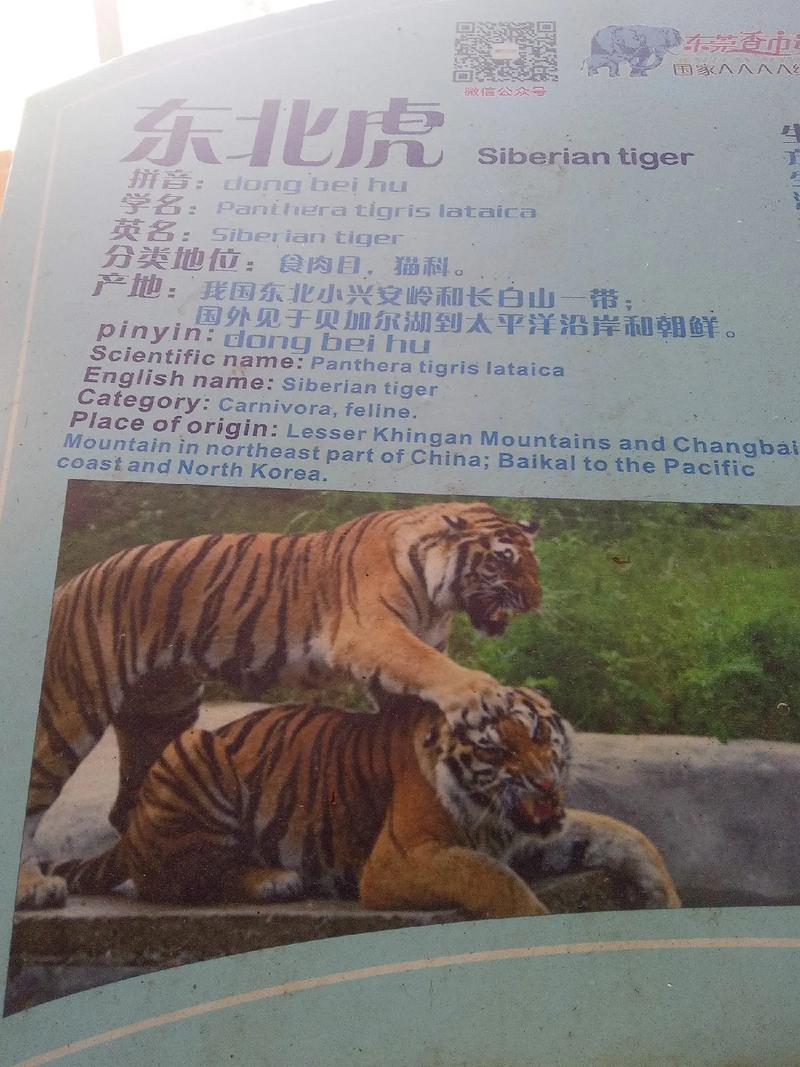 探索美血白虎的独特魅力:了解这一珍稀物种的生态习性及其保护现状