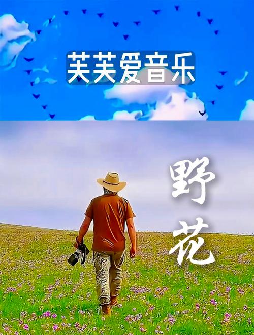 野花视频免费观看在线播放1:高清流畅体验,随时随地享受精彩内容