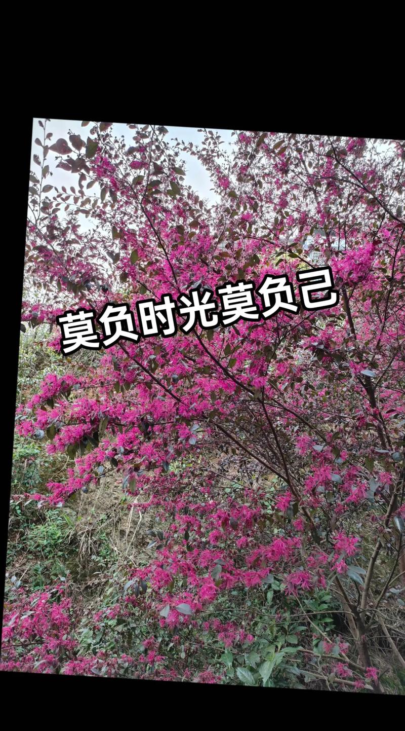 抖音时光的岸上人来了又走,歌曲、资源管理、高效利用与避免浪费