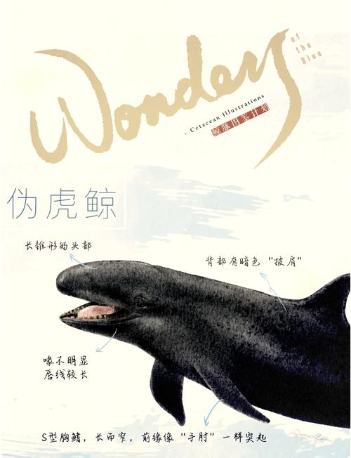 量子特攻,揭秘虎鲸图鉴,探索深海霸主的奥秘