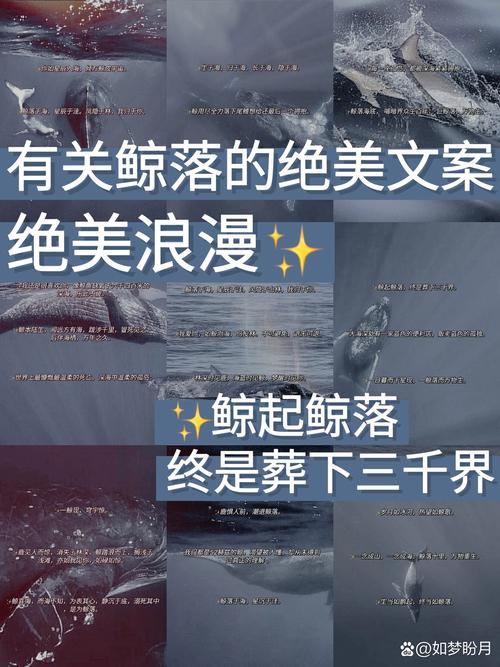 鲸落鲨掉,海洋巨兽的终极浪漫