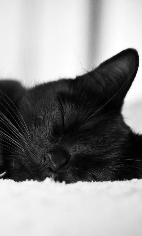 白猫落水,黑猫英勇相救,一句暖心话感动全网