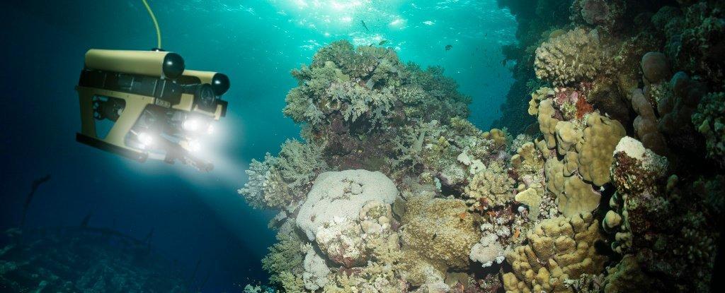 黑人摘花小处流白浆视频揭秘：自然奇观背后的科学原理与生态影响