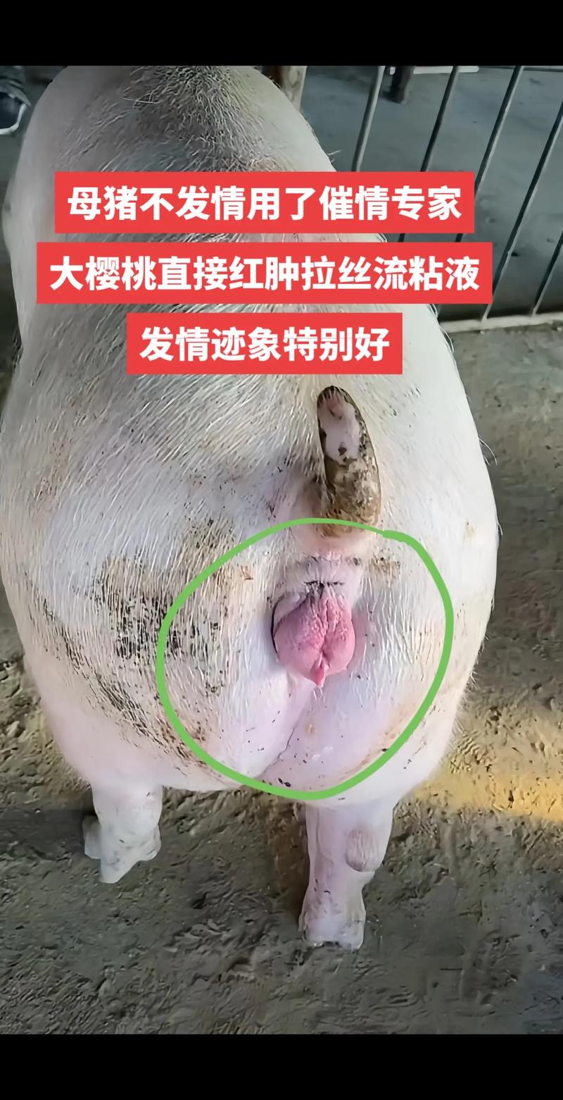 母猪水门特写:揭秘母猪繁殖的关键部位