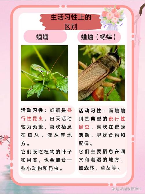 古代人生抓蛐蛐攻略,高品质蛐蛐及蟋蟀获取途径一览在资源管理中的重要性
