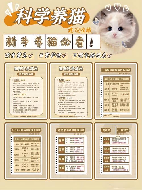 喵与筑大招推荐及使用指南,解锁资源管理的高效之道
