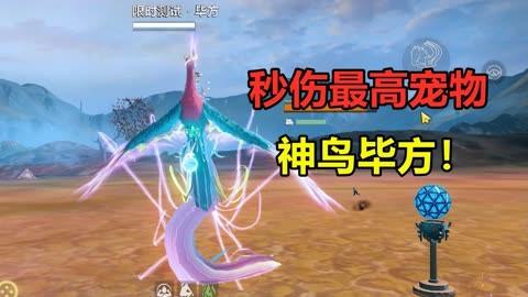 宠物捕捉大揭秘!妄想山海宠物捕捉攻略全解析