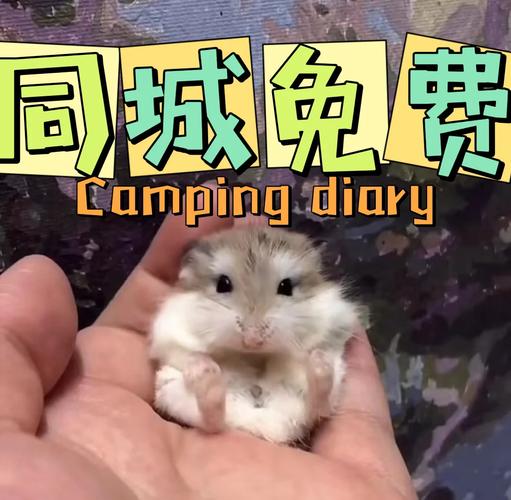 全民养金鼠终极攻略!3天爆肝解锁隐藏小金鼠,手慢无!